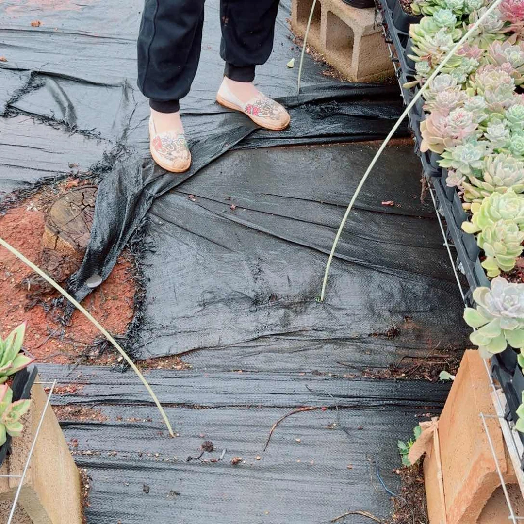 3-65露娜杂交带杆子群量拍五颗