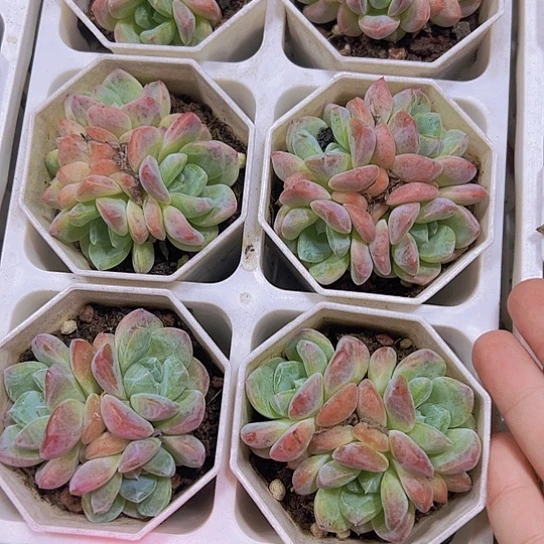 k18群9.9多肉植物