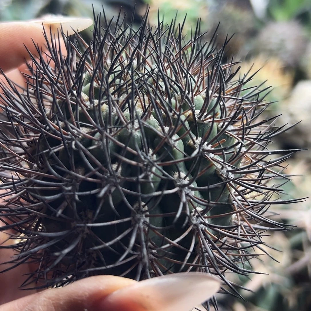 逆豹有根仙人球6666666