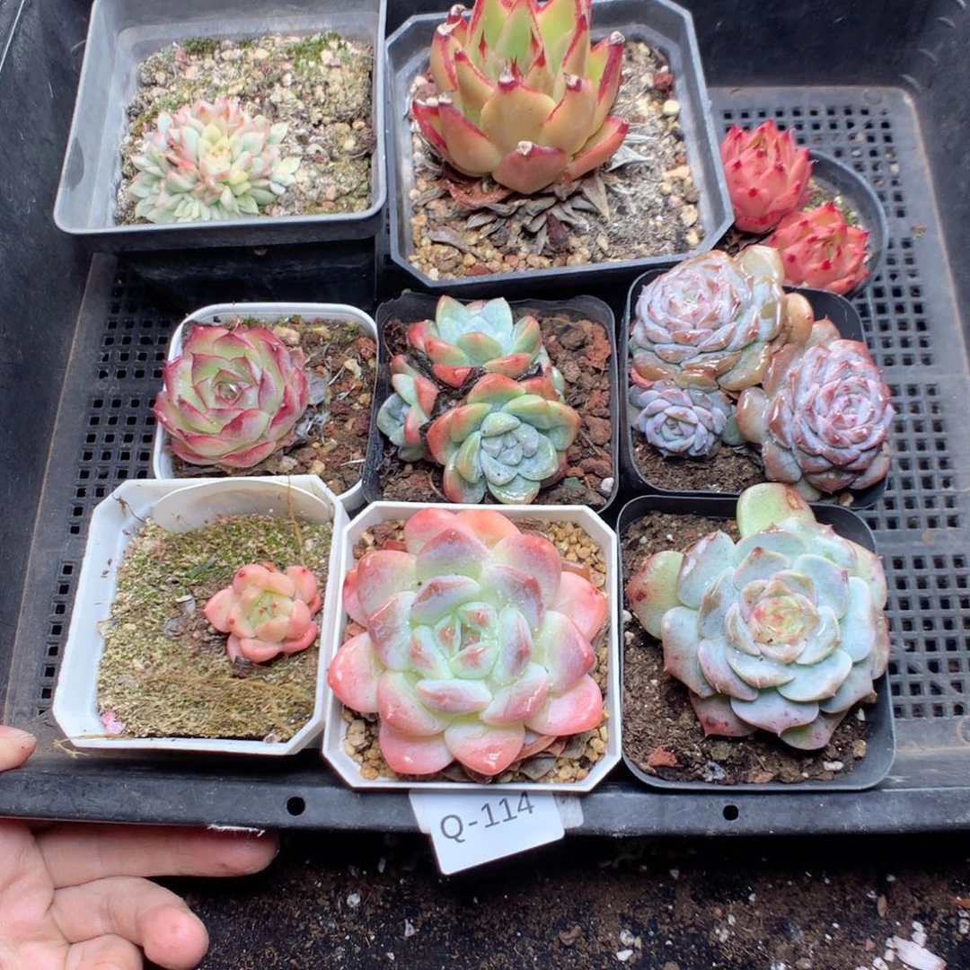 无花朵Q114yyyyyyuyyy