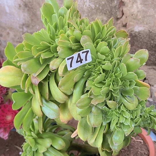 西**西多肉植物一个