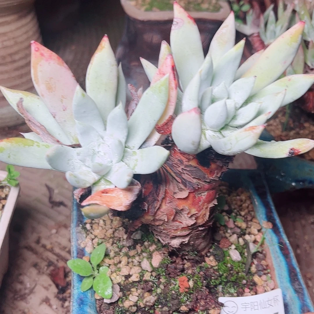 1137苹果拇指多肉