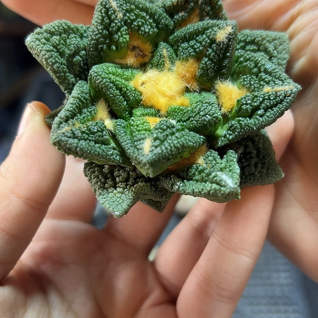11号根芽金毛辛盾哥斯拉6.8公分
