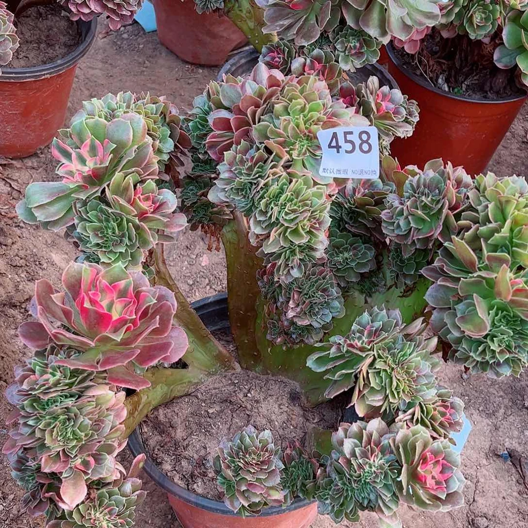 无花朵Z****7多肉植物458