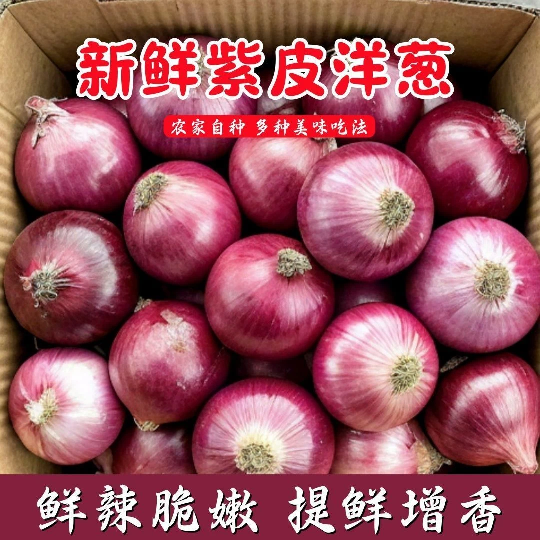 5斤装【小果洋葱】紫红洋葱新鲜现挖红皮紫皮圆葱葱头水果批发洋葱