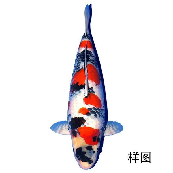 淡水鱼 锦鲤 观赏鱼 昭和 红白 大正