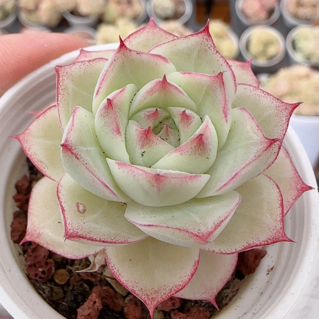 花语多肉1224-313