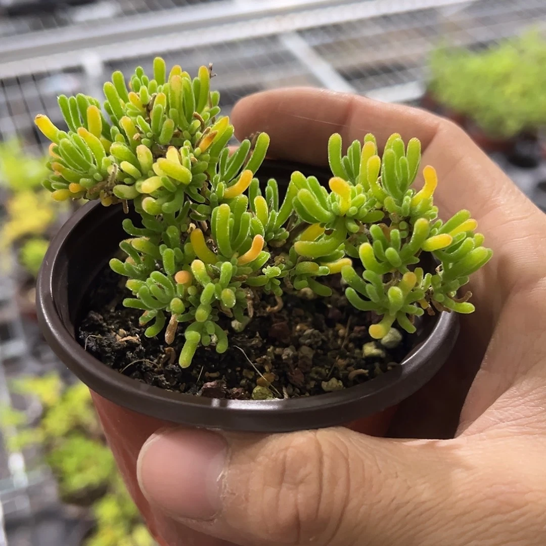 荧光兔90杯老桩福利