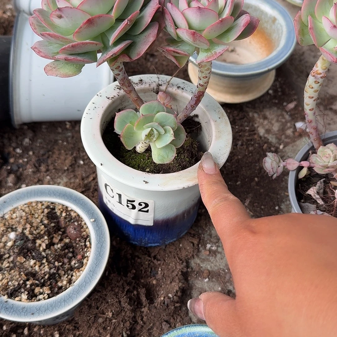 空***•克罗地亚带盆多肉植物