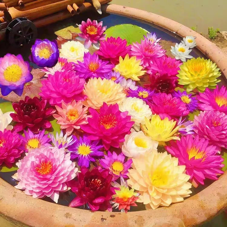 大花重瓣睡莲带花苞发货睡莲花苗水培花卉水生植物