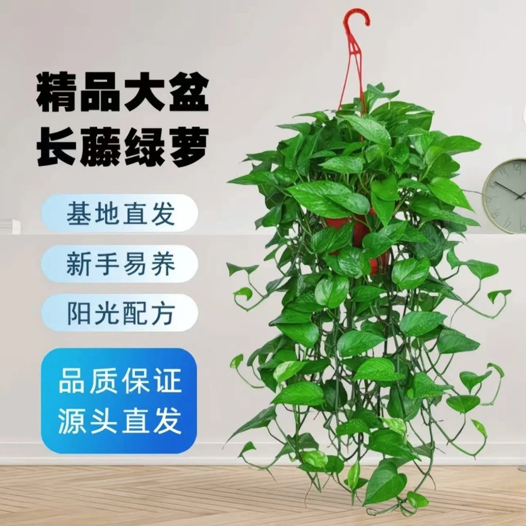 【长藤绿萝】室内绿植净化空气除甲醛四季常青好看好养垂吊盆栽HG