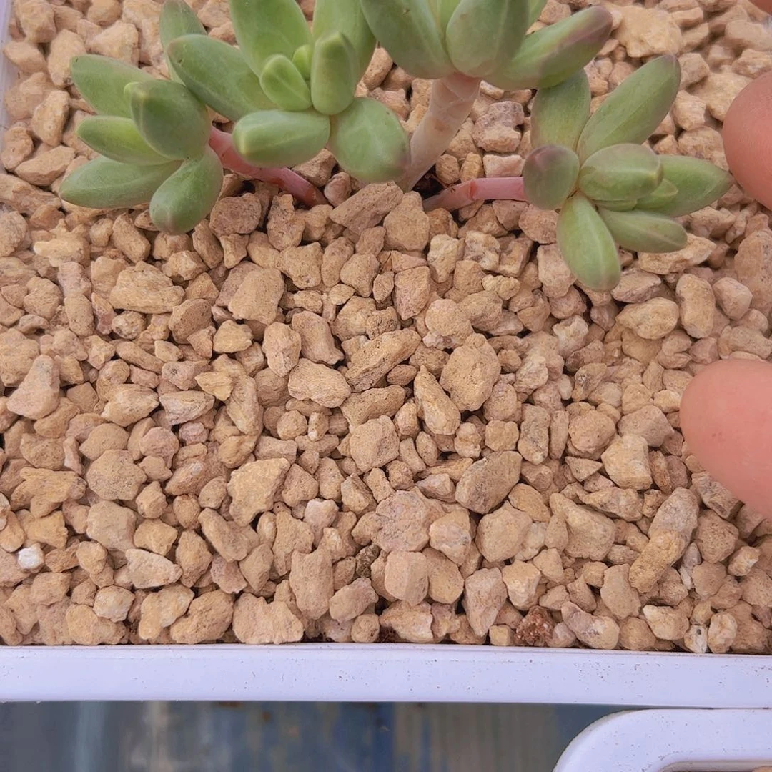 四头美人1111111111