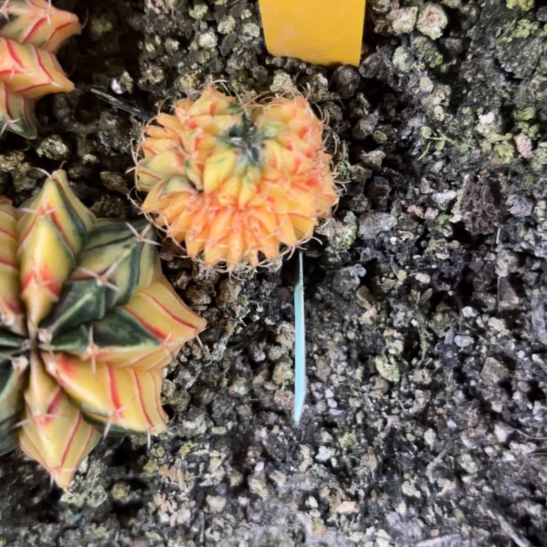 大***子81-1119泰国发货多肉