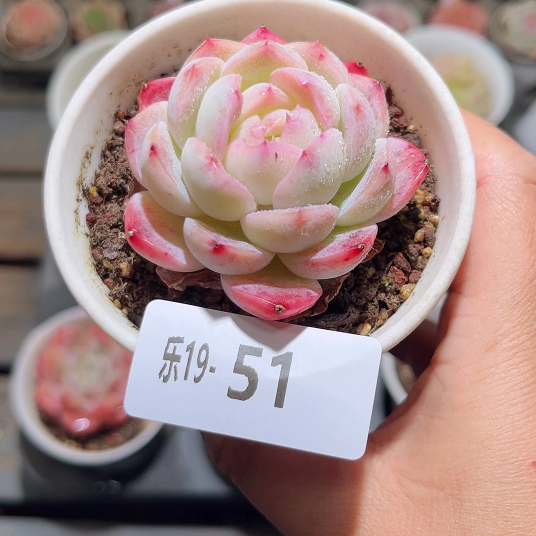 木乐19-51新品单头