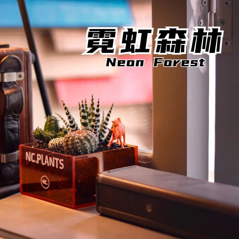 【NC.PLANTS 霓虹森林】四种沙生植物 | 创意盆栽｜桌面微景观