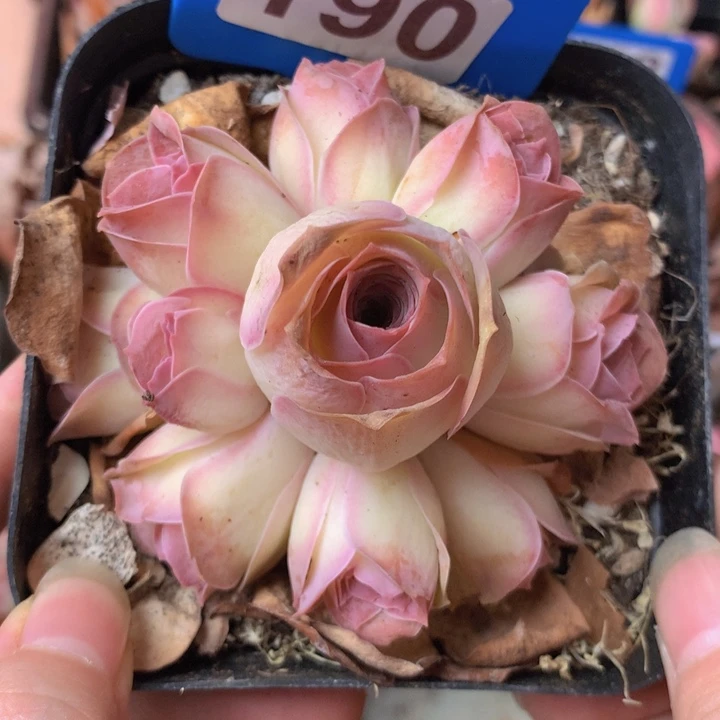 一物一拍红粉佳人190