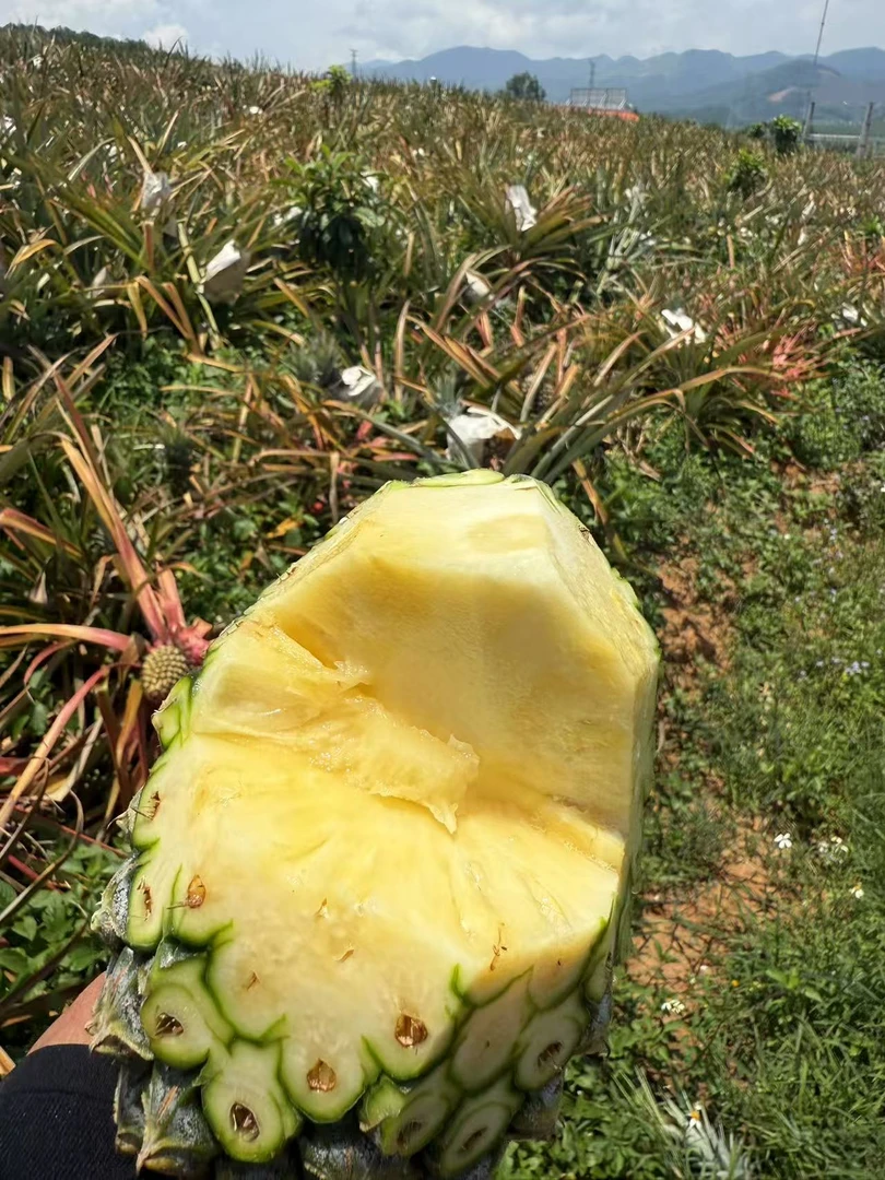 西双版纳甜蜜蜜凤梨现摘现发汁多纯甜应季水果