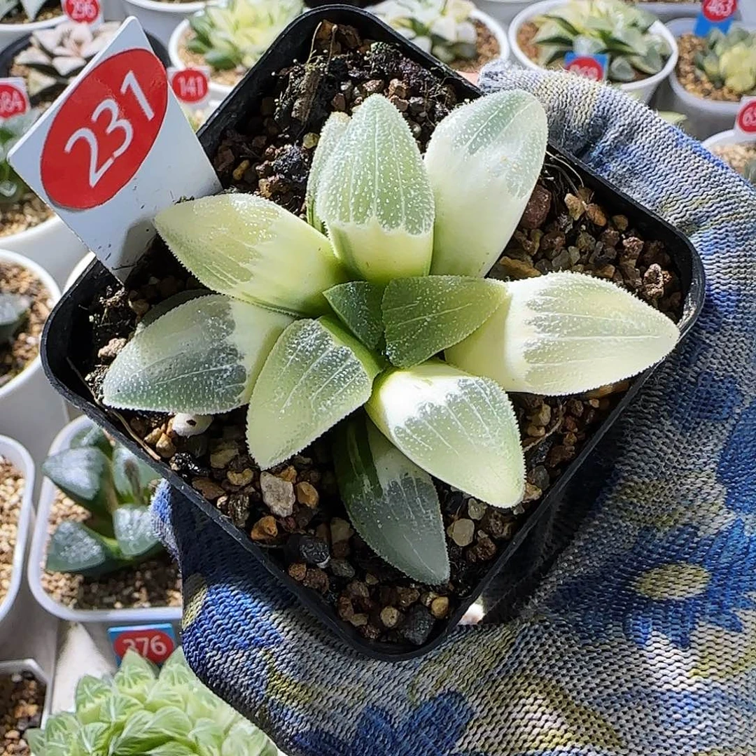 231号糊斑蓝光 6.5 厘米左右一物一拍带盆发货