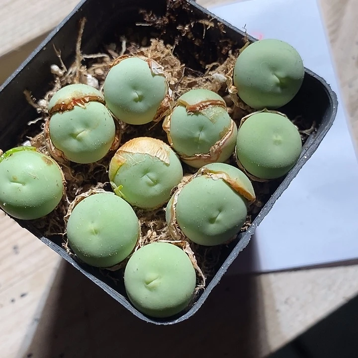 3313。      嘟嘟嘴一颗。