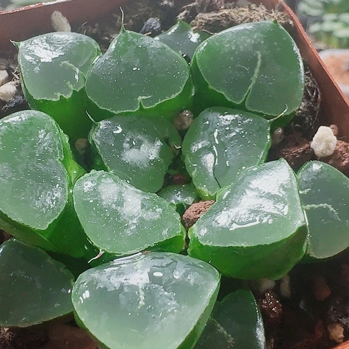 暖***溪无花朵十二卷。 姬翠。 福利