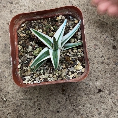 机***头冰山生长发育植物