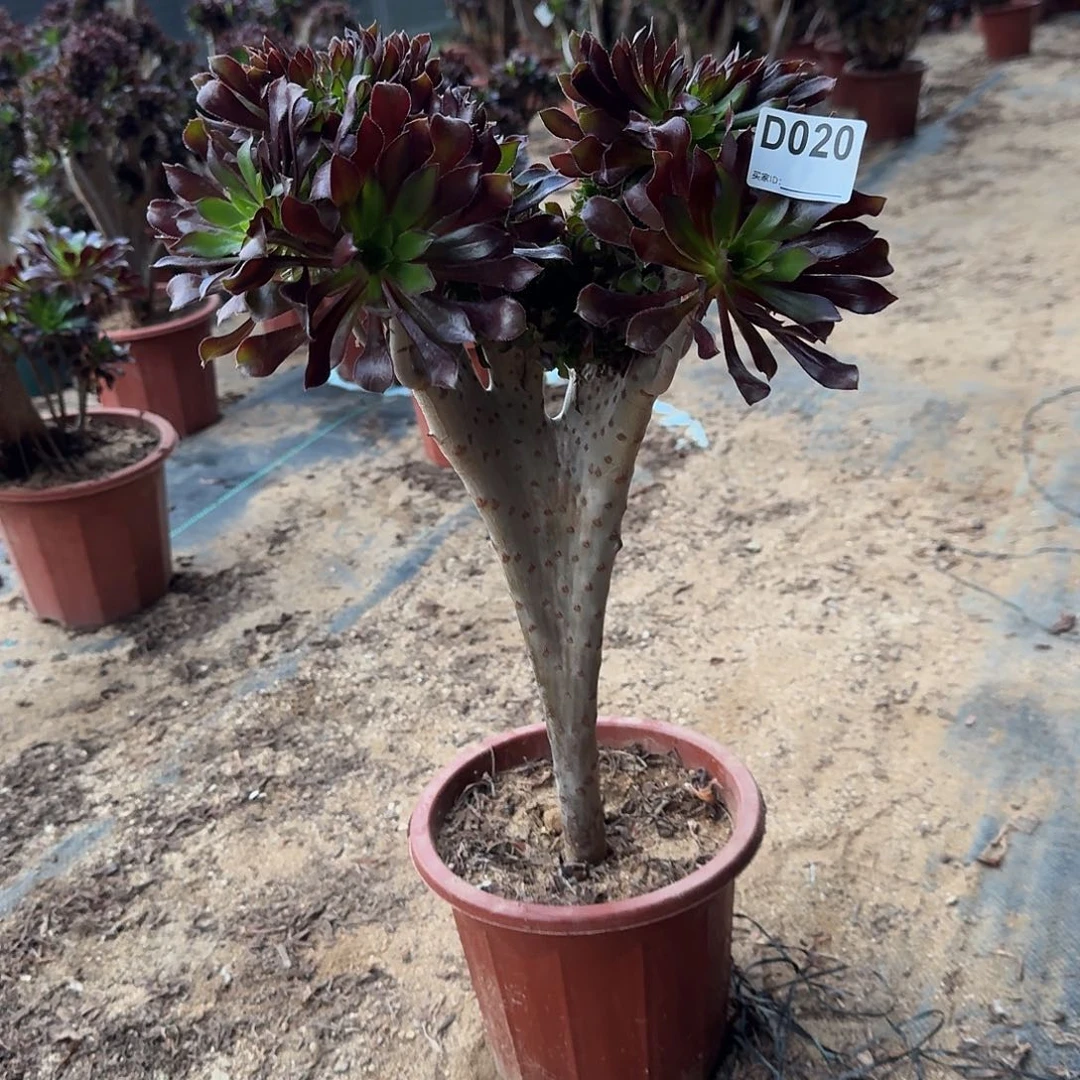 020黑法师一颗呀呀