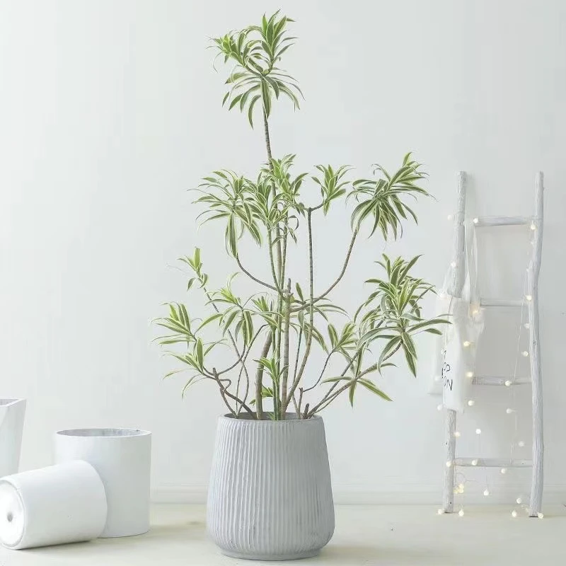 【顺丰】【绿叶仙种】金边百合竹室内盆栽好养植物北欧风办公室绿植