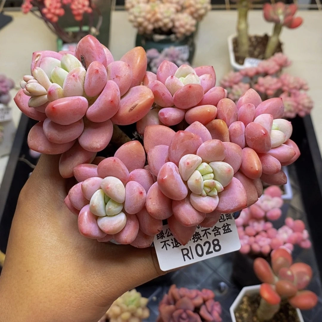 028樱花洛神多肉9c m