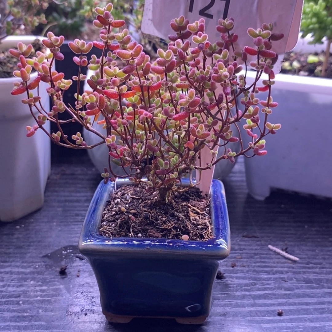 121蜜橘带盆。