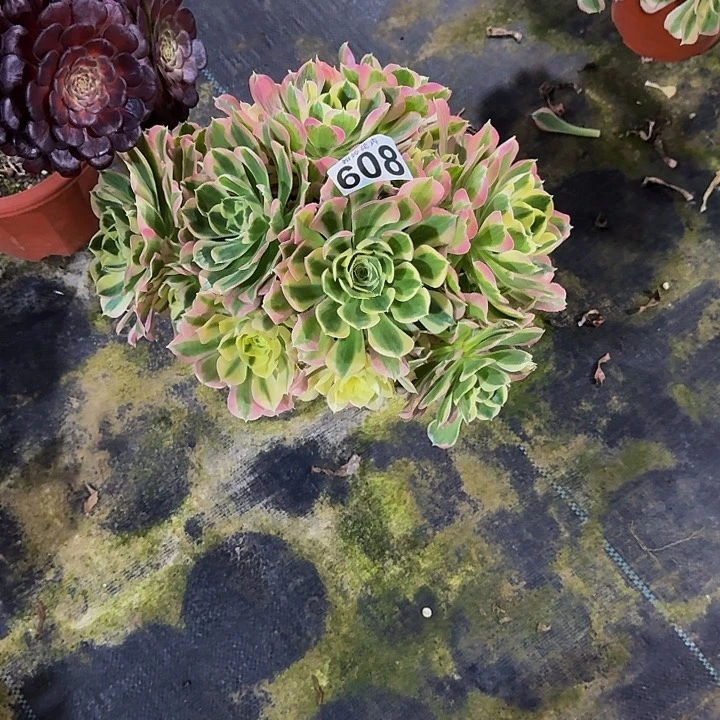 00000000608雨花石