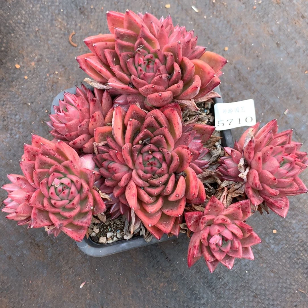 5710瑕疵不售后特价