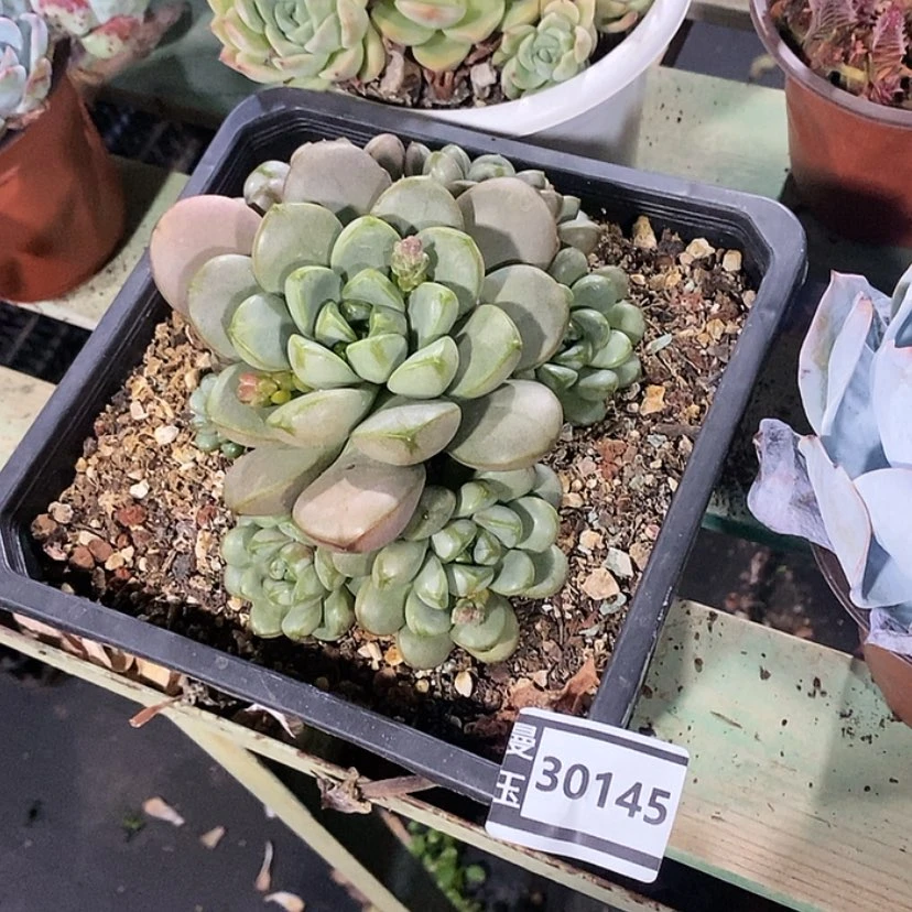 【闪购商品】瓶*君葡萄30145