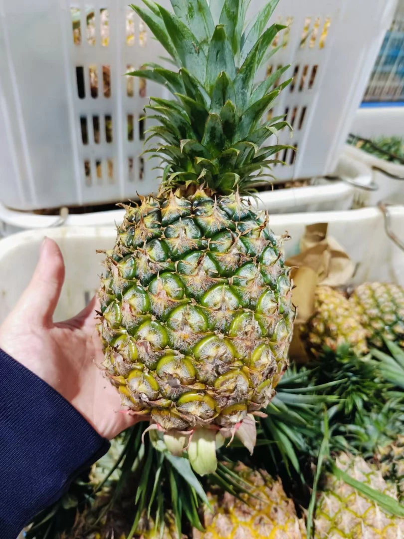 海南正宗金钻凤梨新鲜当季水果整箱8斤装