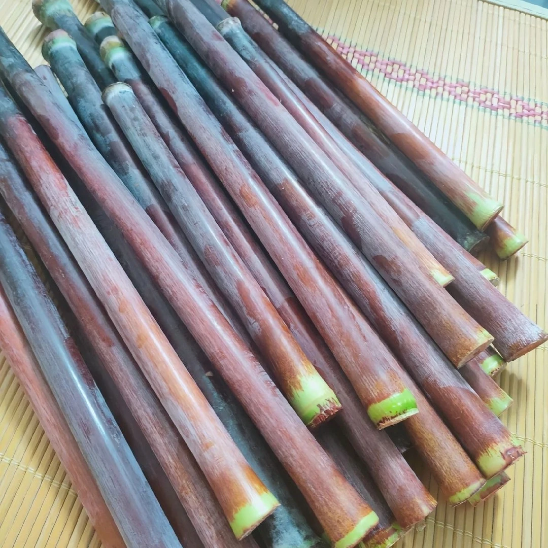 【黑甜杆种子】新鲜甜杆种子甜杆种子东北甜杆脆嫩多汁