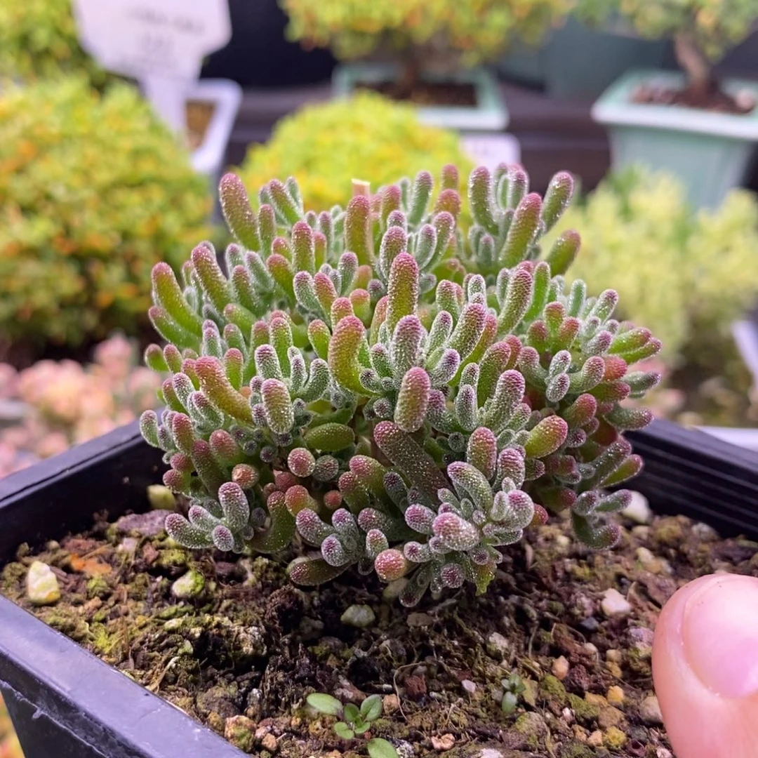 旺****）137紫冰晶。