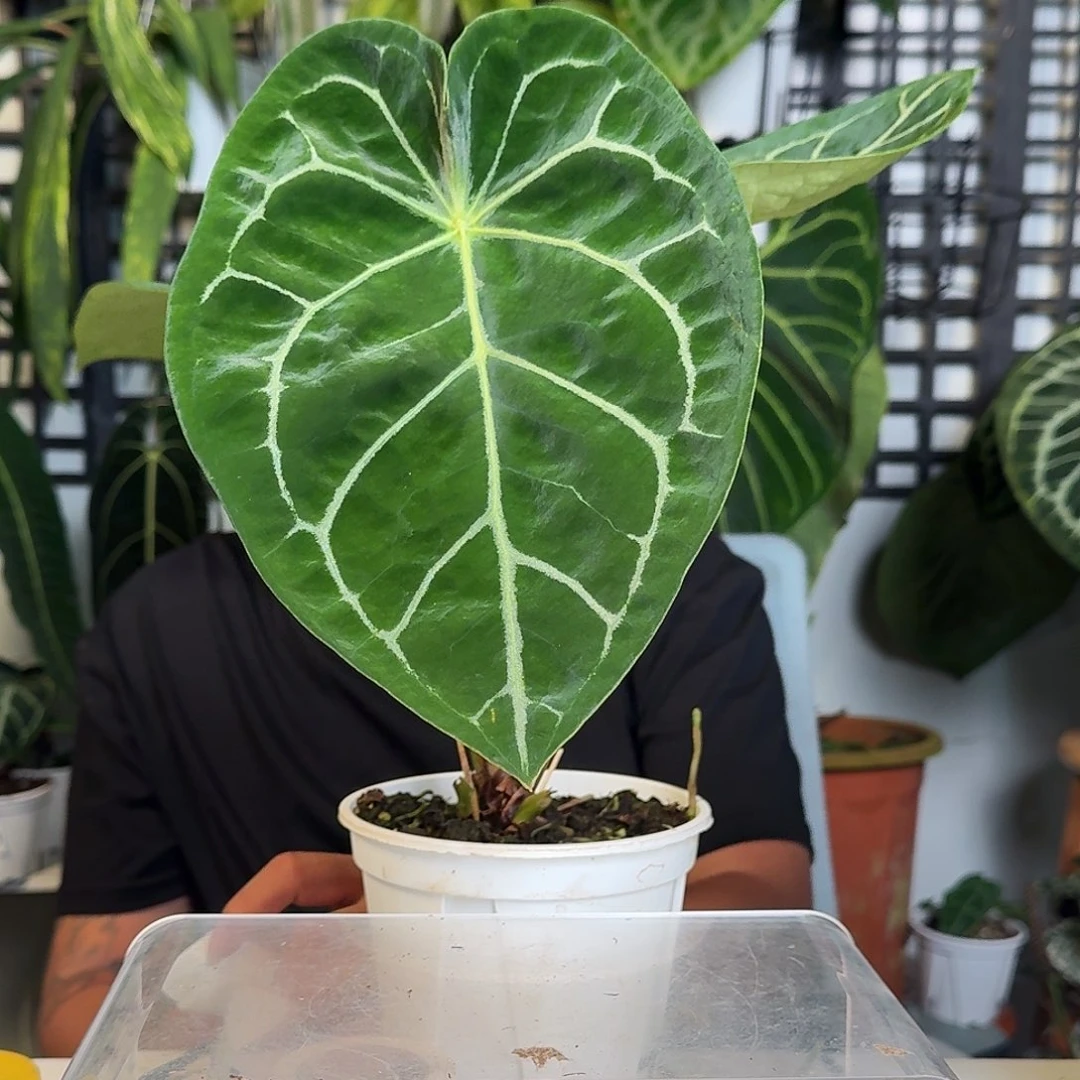 无花朵一物一拍W44