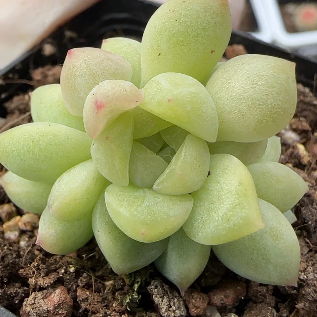 白体财富群一颗福利