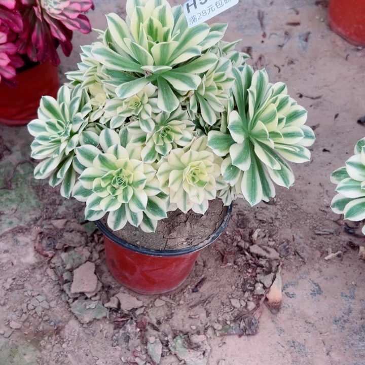 心*界524迈巴赫多肉植物