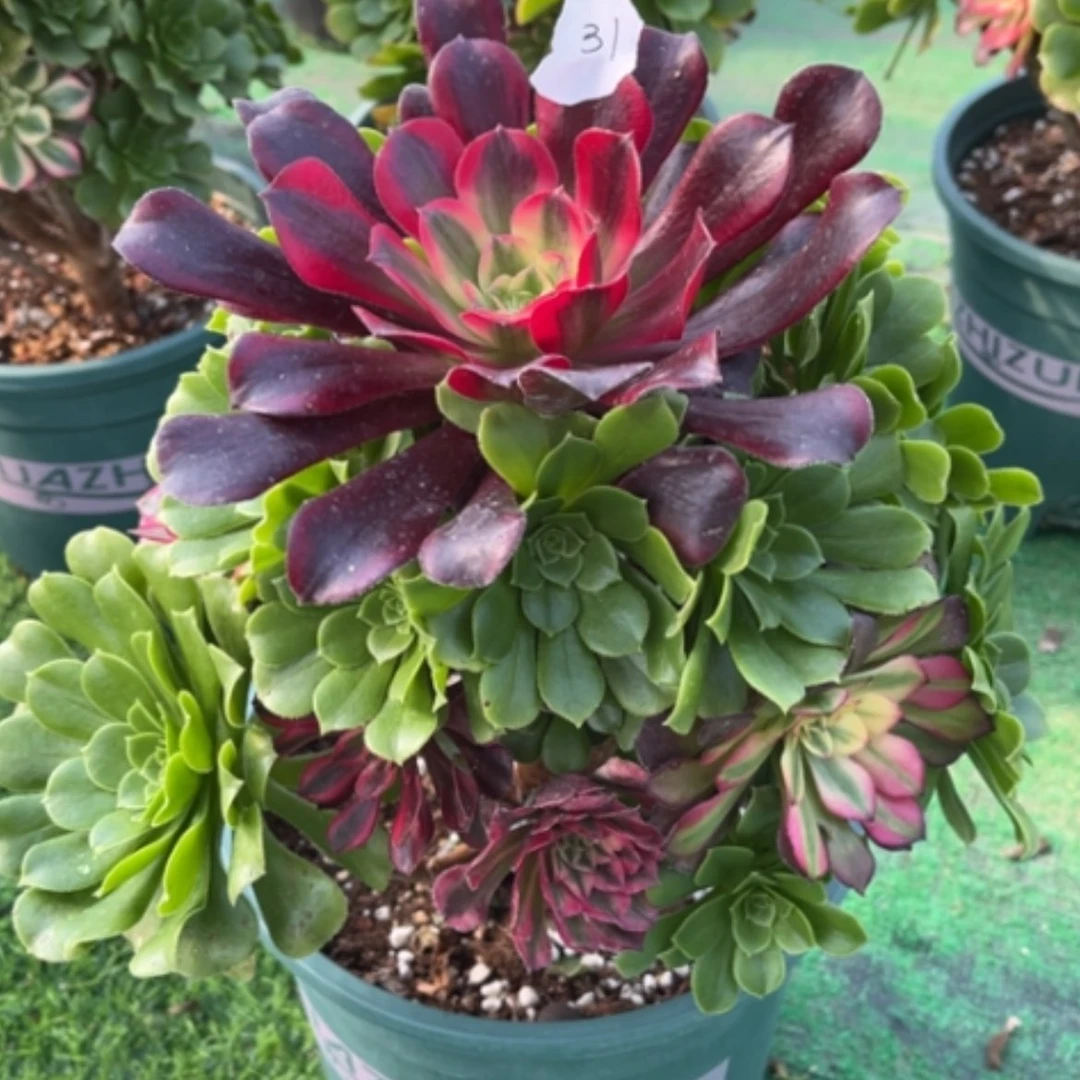 【闪购商品】31嫁接多肉法师