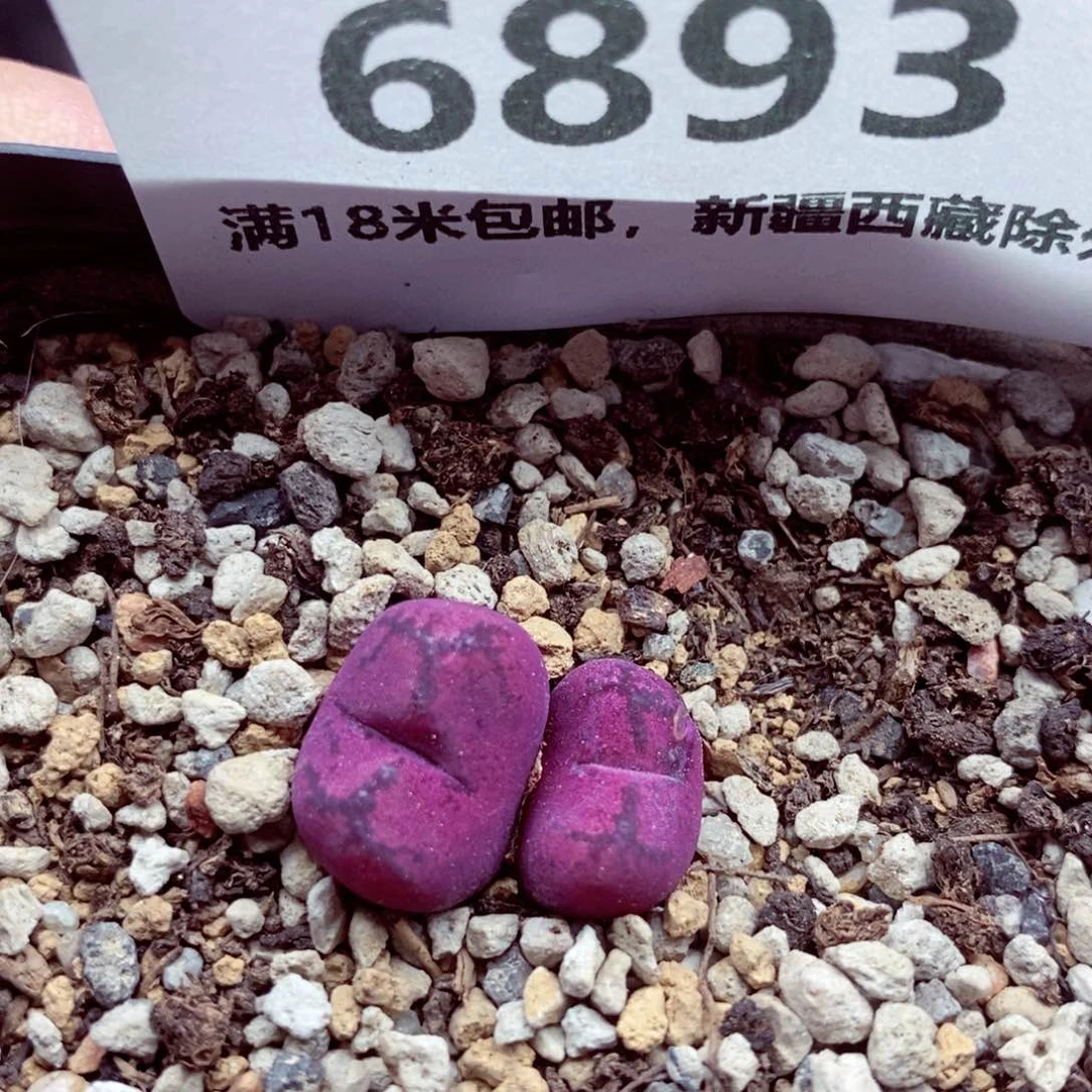 我的小姐姐们都是6893