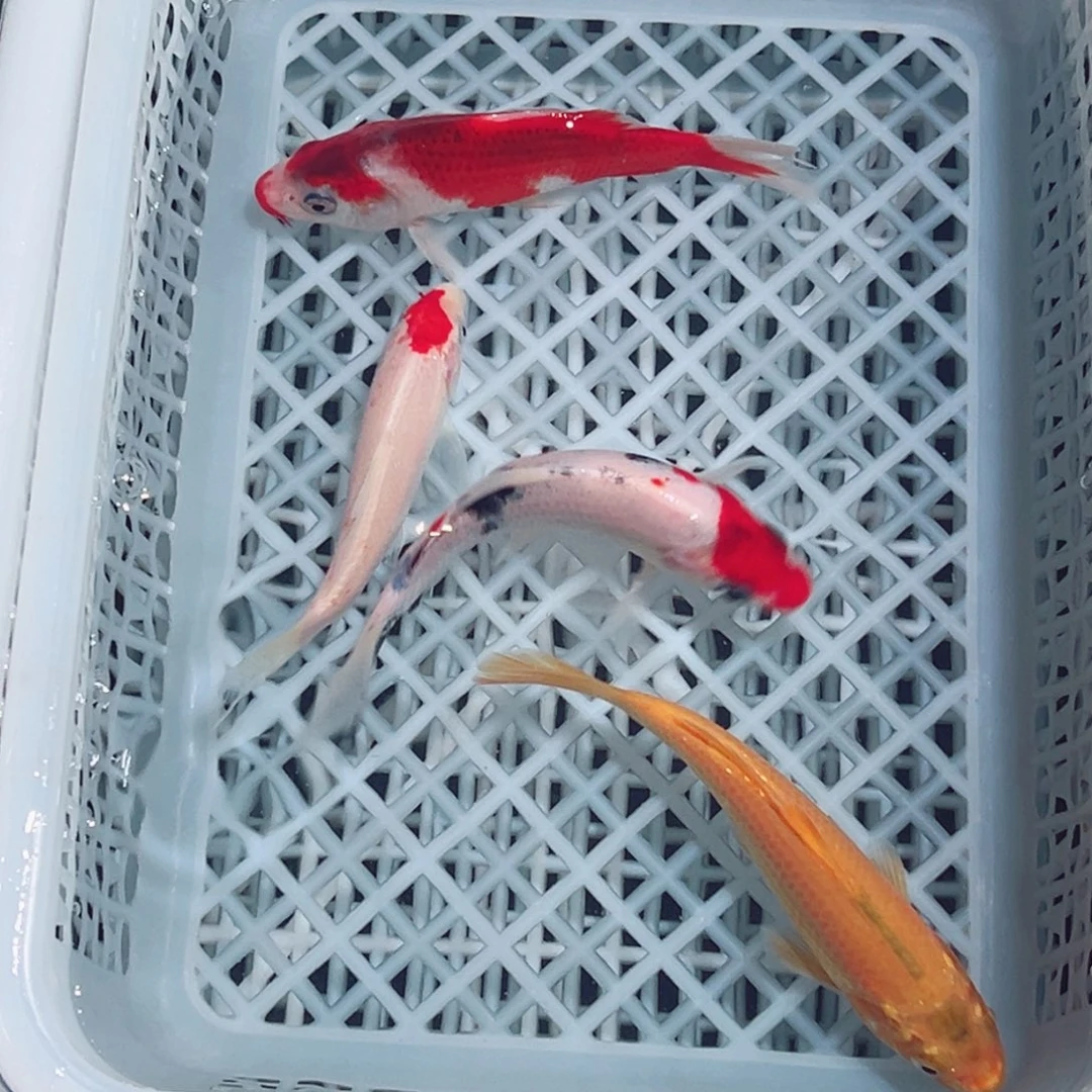 锦鲤锦鲤观赏鱼1111