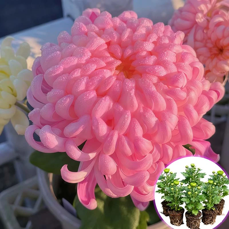 【国华圣者】带原土新鲜花卉优质菊花苗超大花苗扦插苗绿植室内外种
