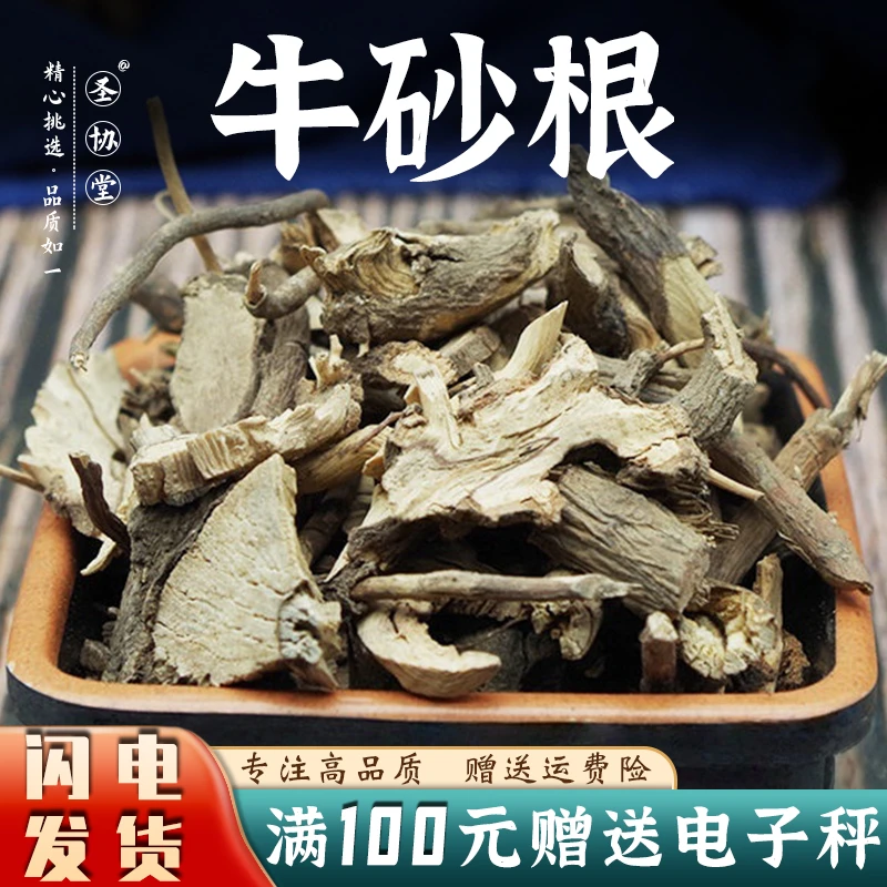 朱砂根 牛砂根凤凰肠正品官方旗舰店 铁凉伞矮八爪金龙官方正品