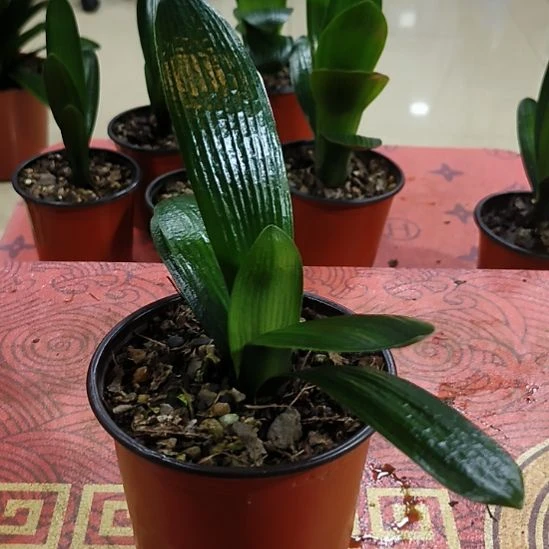 当前无花栽培后可以开花