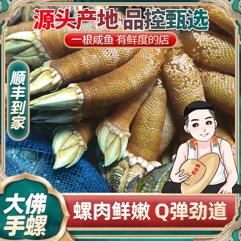 佛手螺象山石浦海岛水产现挖鸡爪螺藤壶