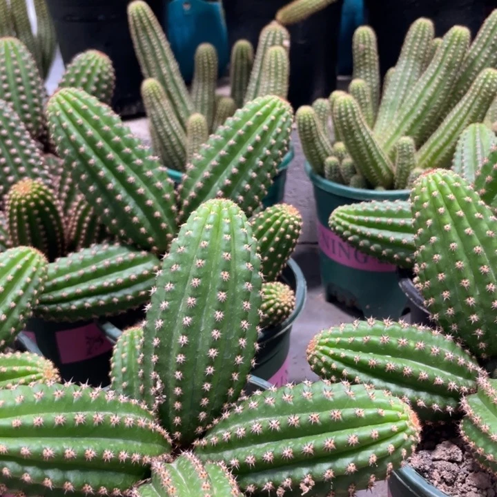 进口金妞金4群生保五六头