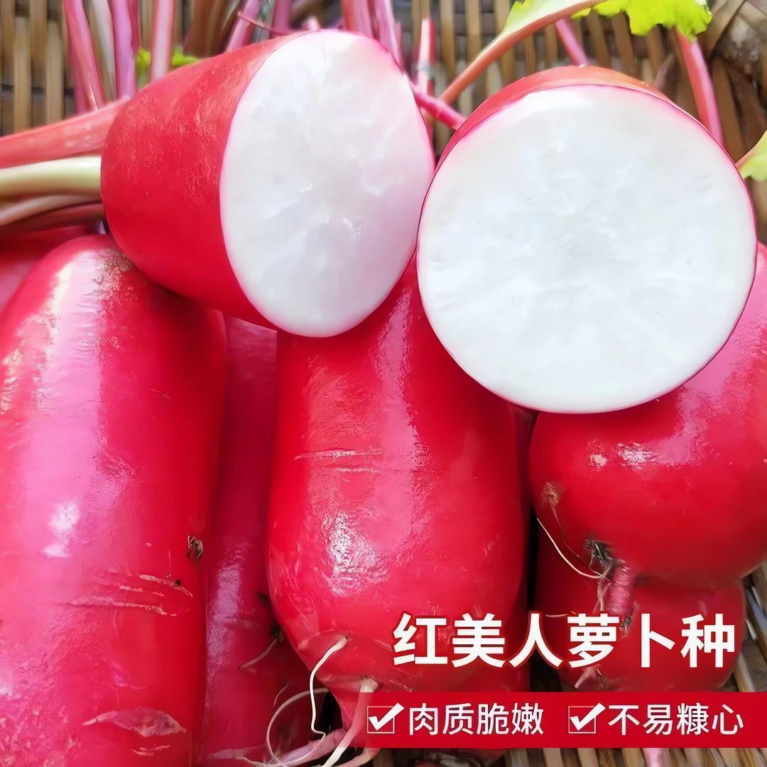 【红美人萝卜种子】白心红皮萝卜种籽耐高温四季播阳台盆栽蔬菜种孑