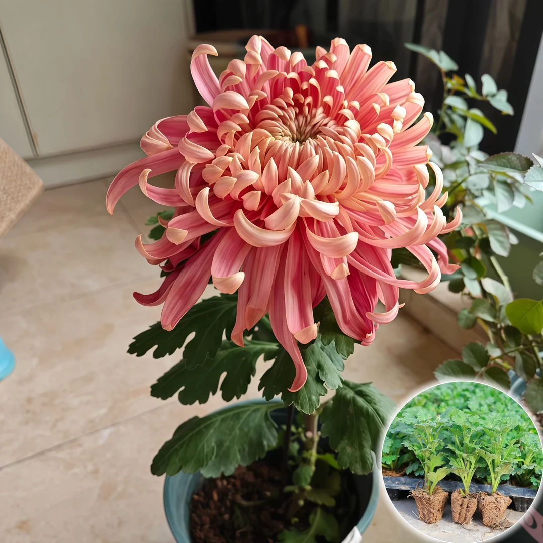 【兼六红】新鲜大菊花苗田园花卉大花植物带原土绿植优质【不活包赔】