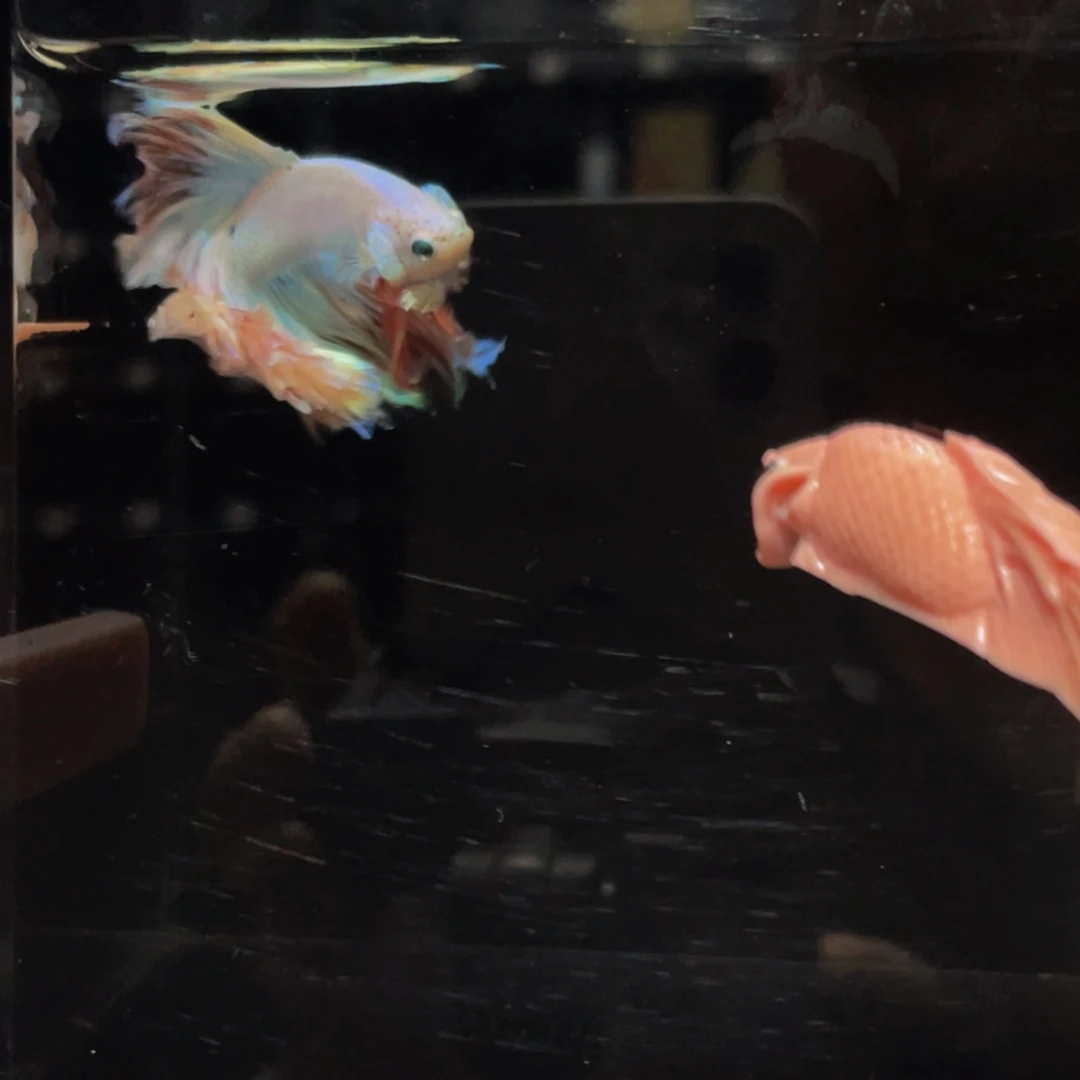 蓝口孵鱼Hahahahah 506