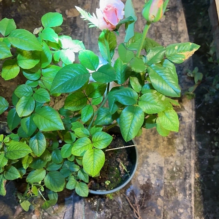 无花朵娜美一加仑